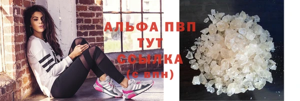 прущие грибы Инта